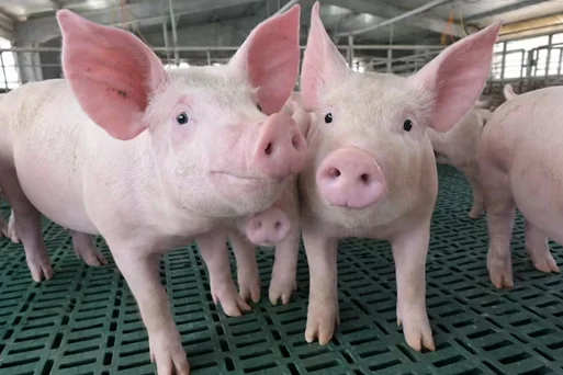 ic-Paraguay Pork0